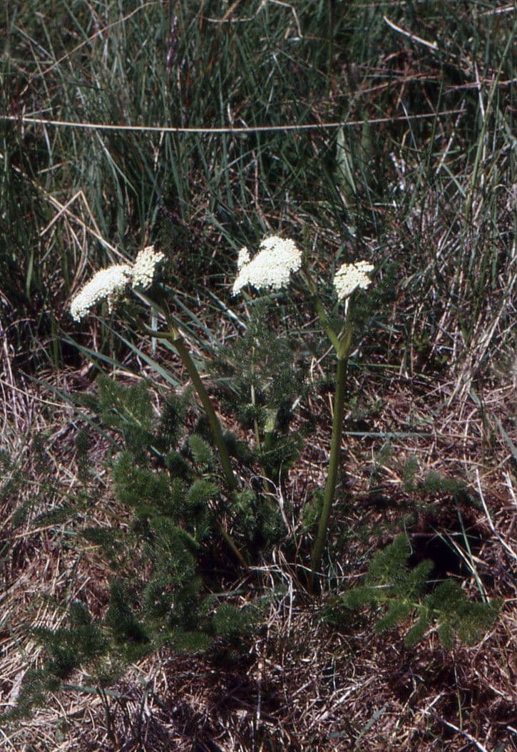 Finocchiella 11