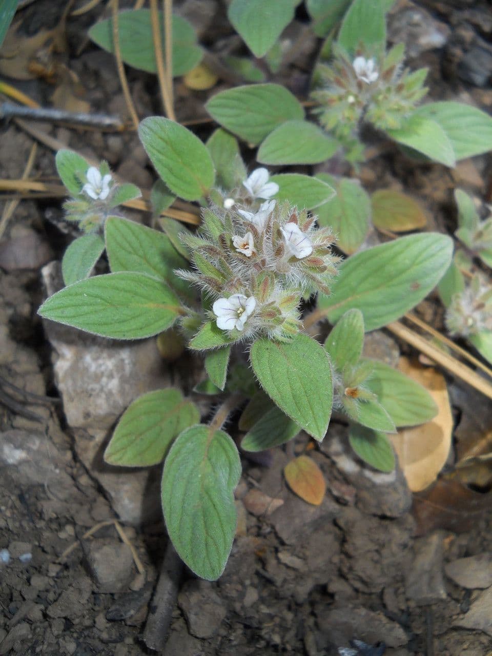 Phacelia 6