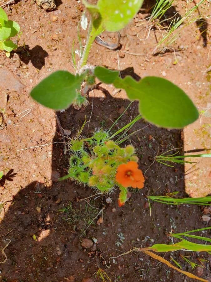 Drosera glanduligera 2