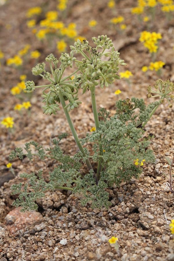 Lomatium mohavensis 9