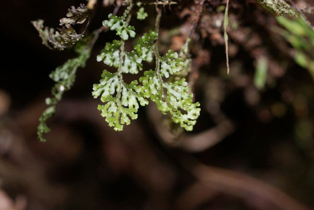 Hymenophyllum
