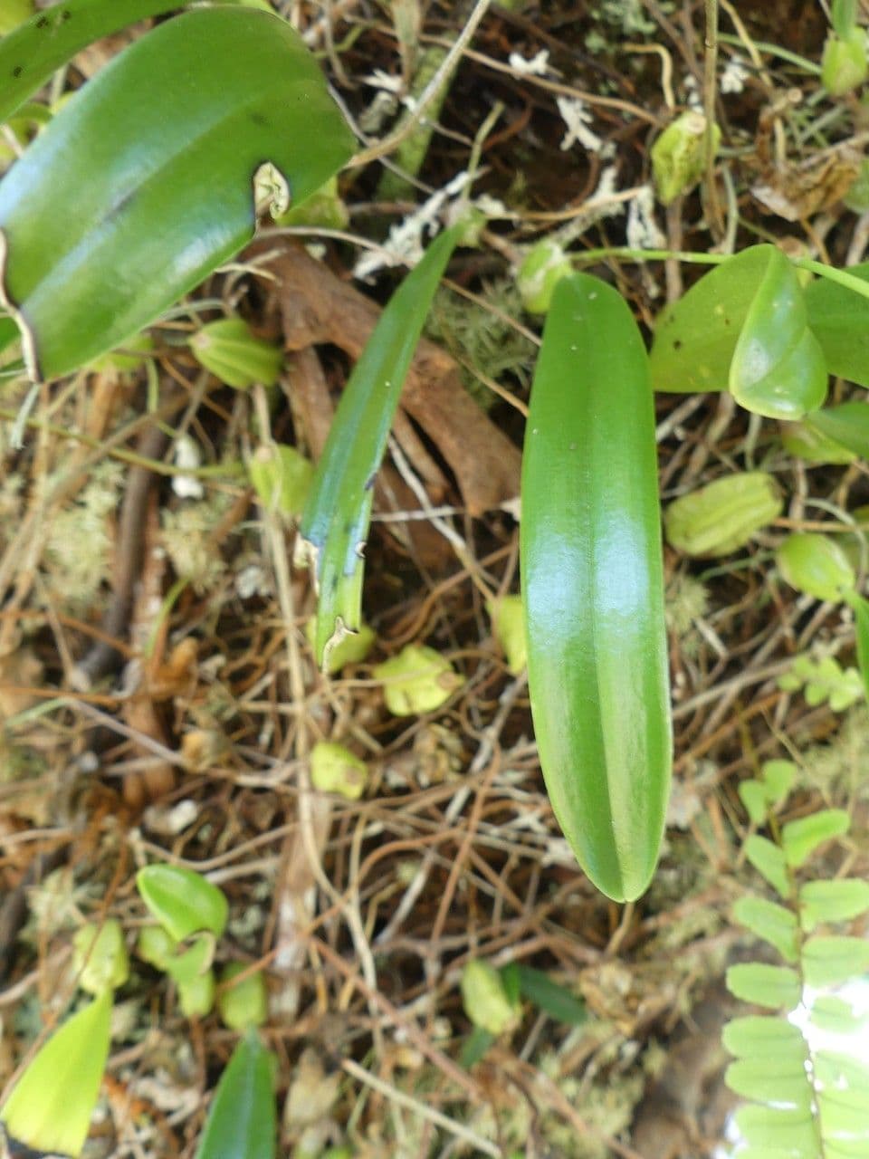 Bulbophyllum 12