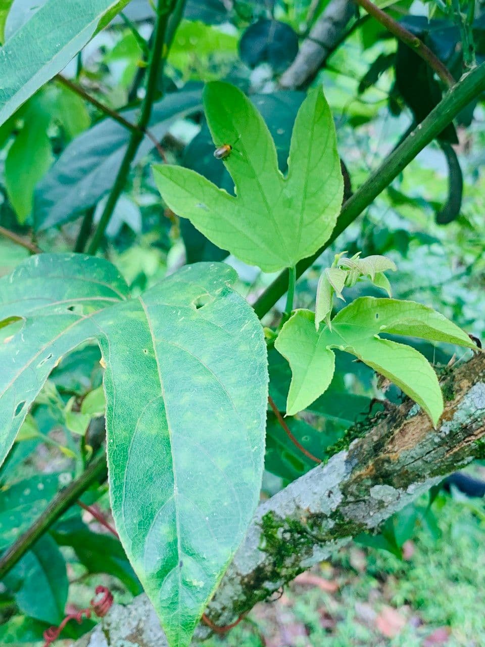 Passiflora 14