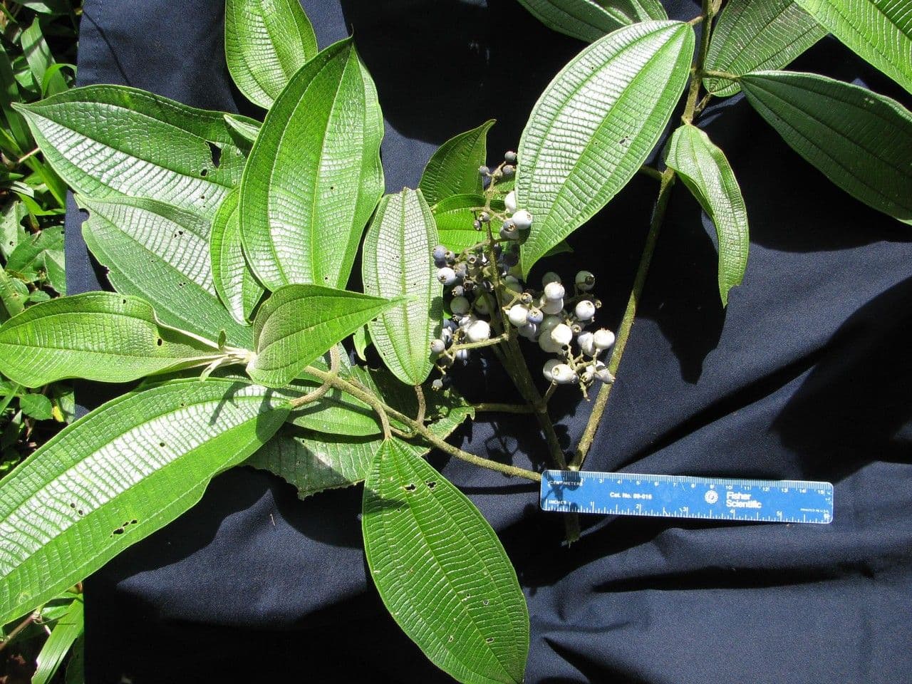 Miconia 4