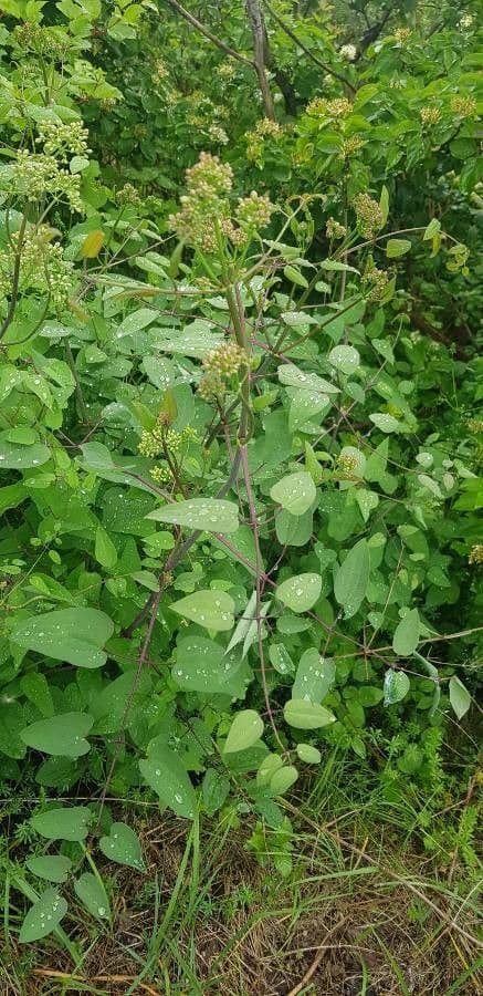 Clematis recta 16