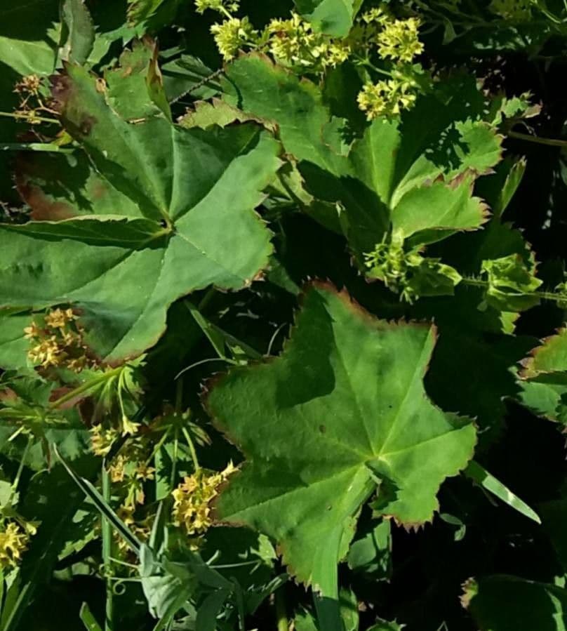 Alchemilla glabra 14
