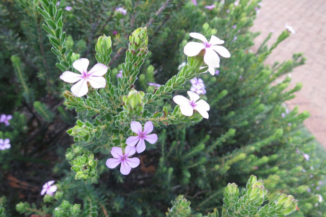 Acmadenia 2