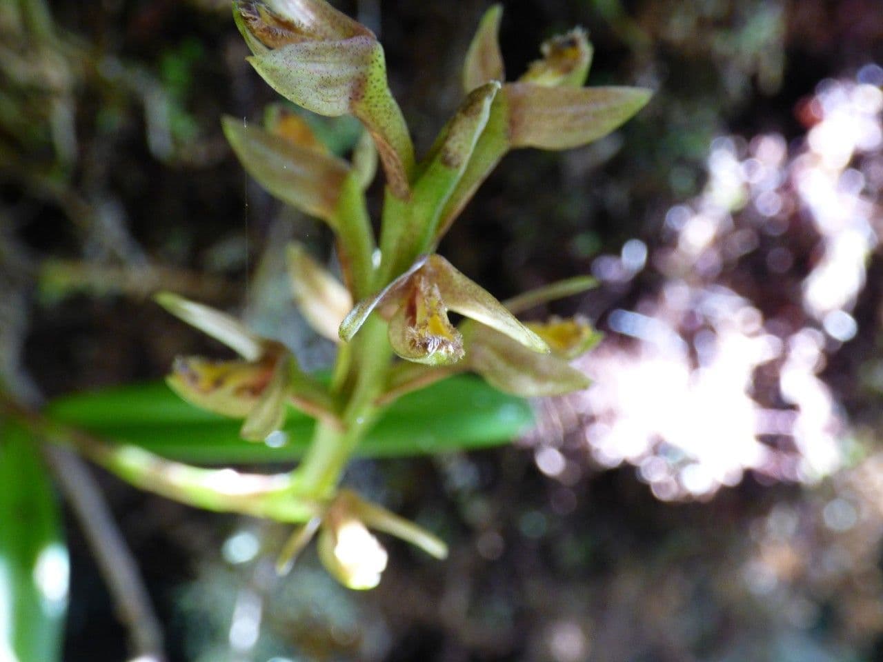 Bulbophyllum 9