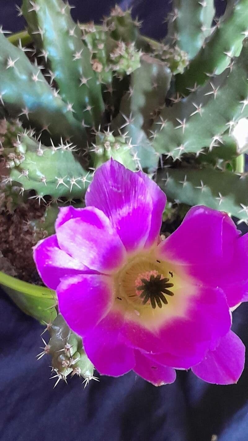 Cactus a cinque lobi 2