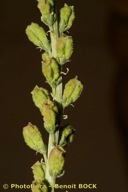 Reseda 5