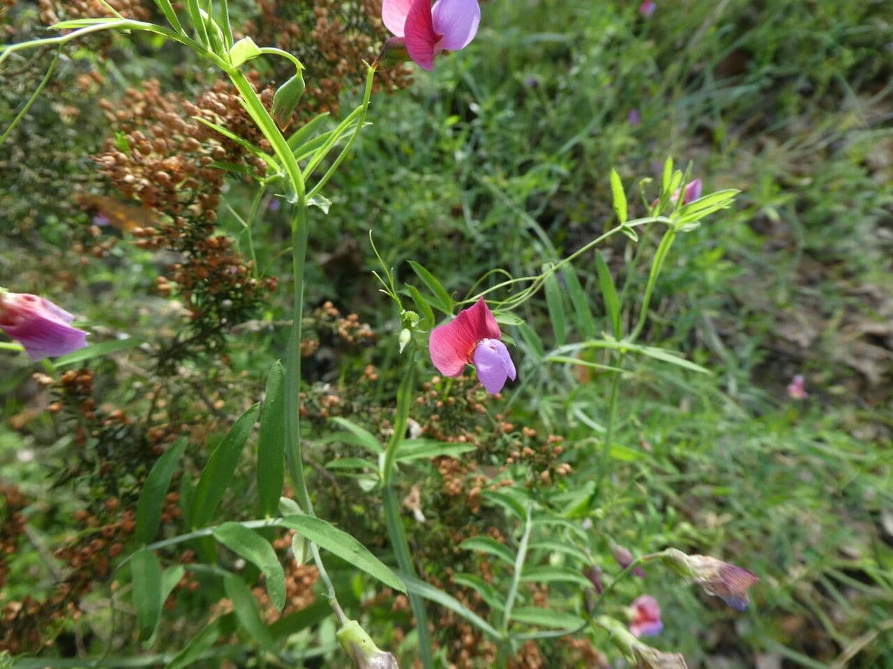 Cicerchia clymenum 15