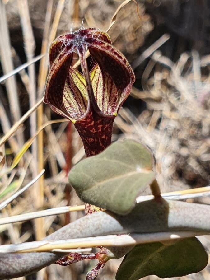 Ceropegia 10
