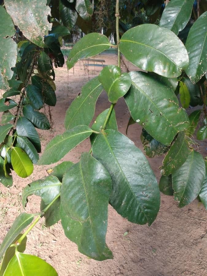 Garcinia brasiliana 8