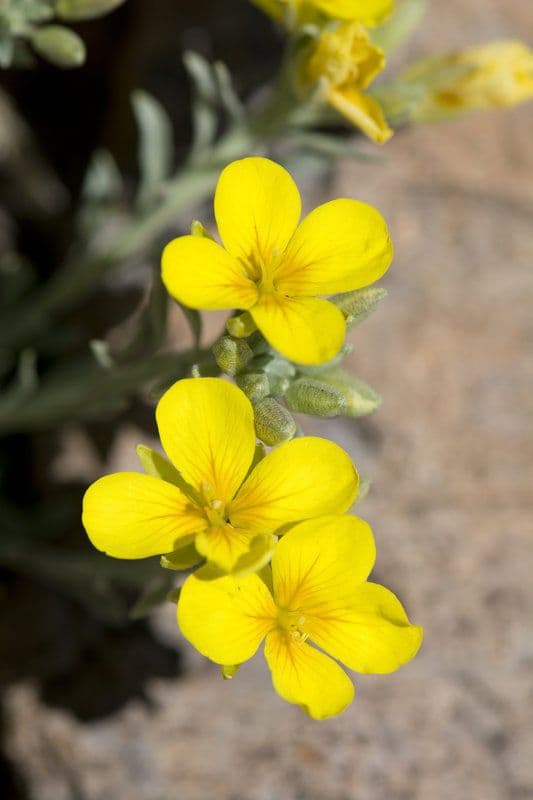Fendler's bladderpod 5