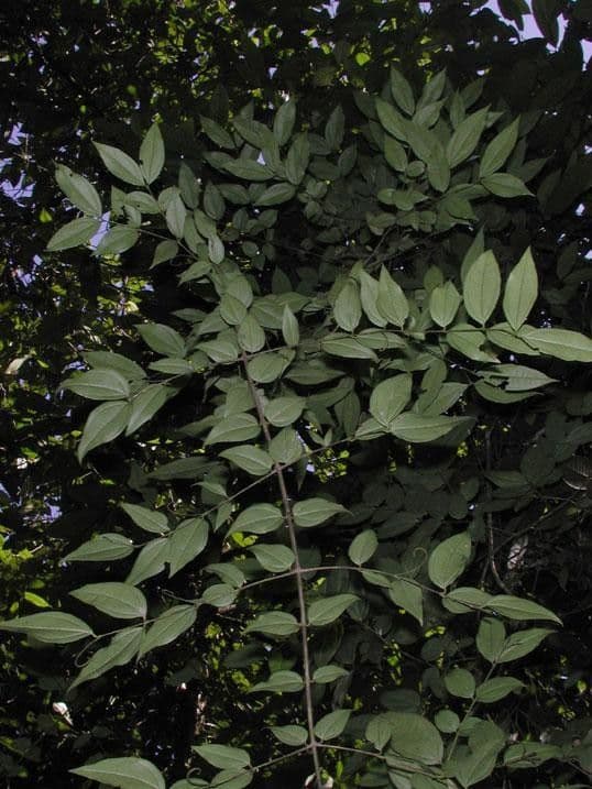 Kulczyba 9