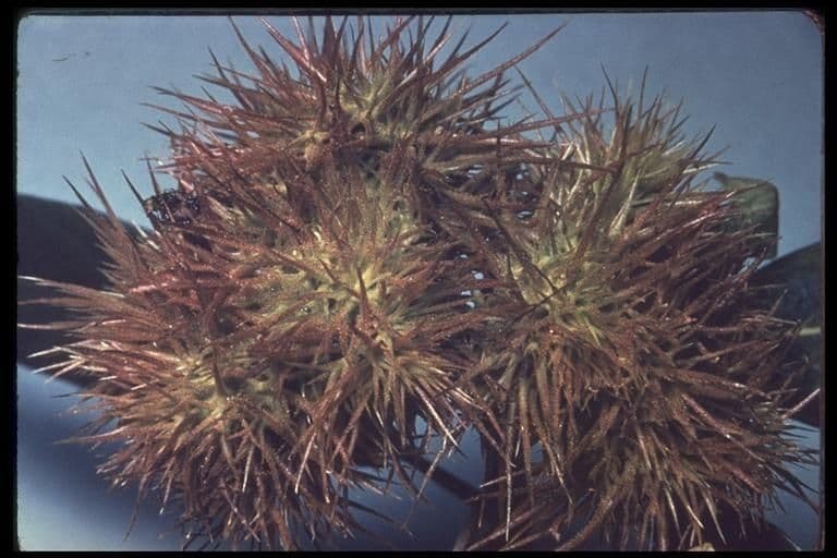 Chrysolepis sempervirens 5