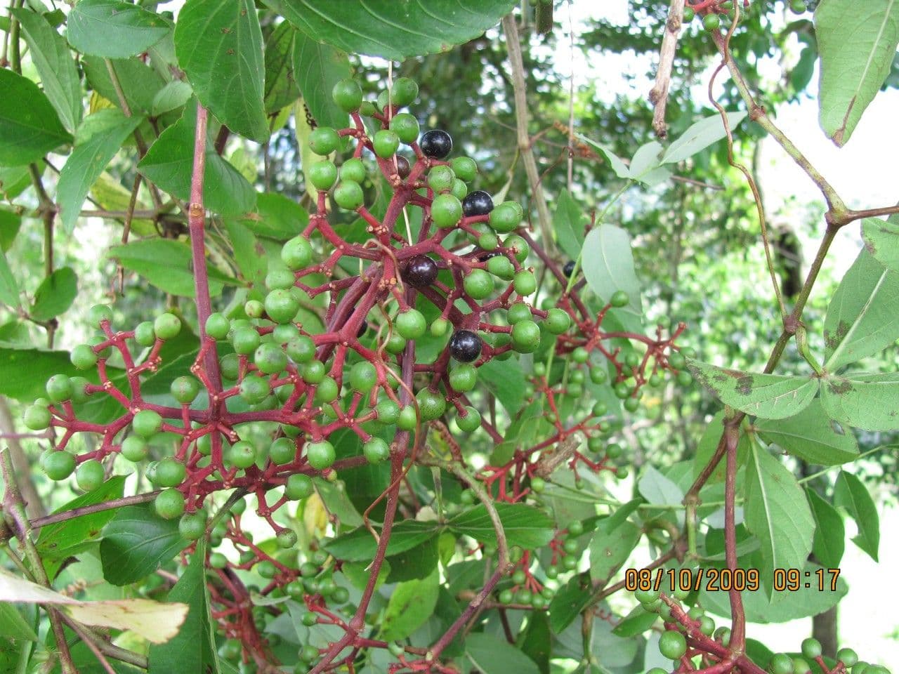 Cissus 2
