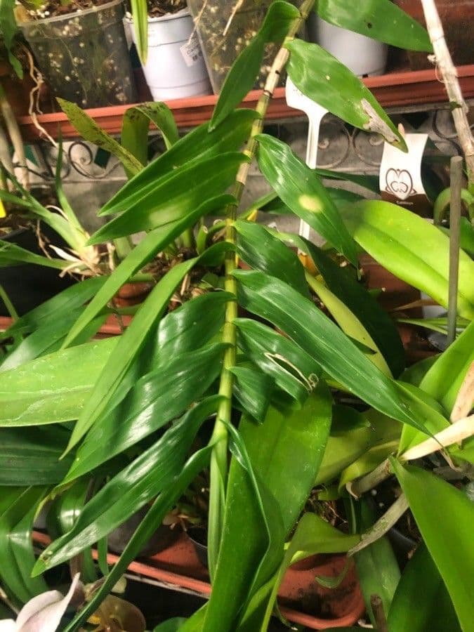Dendrobium