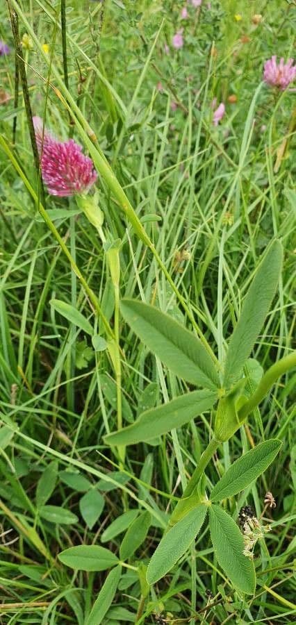 Trifoglio rossastro 17