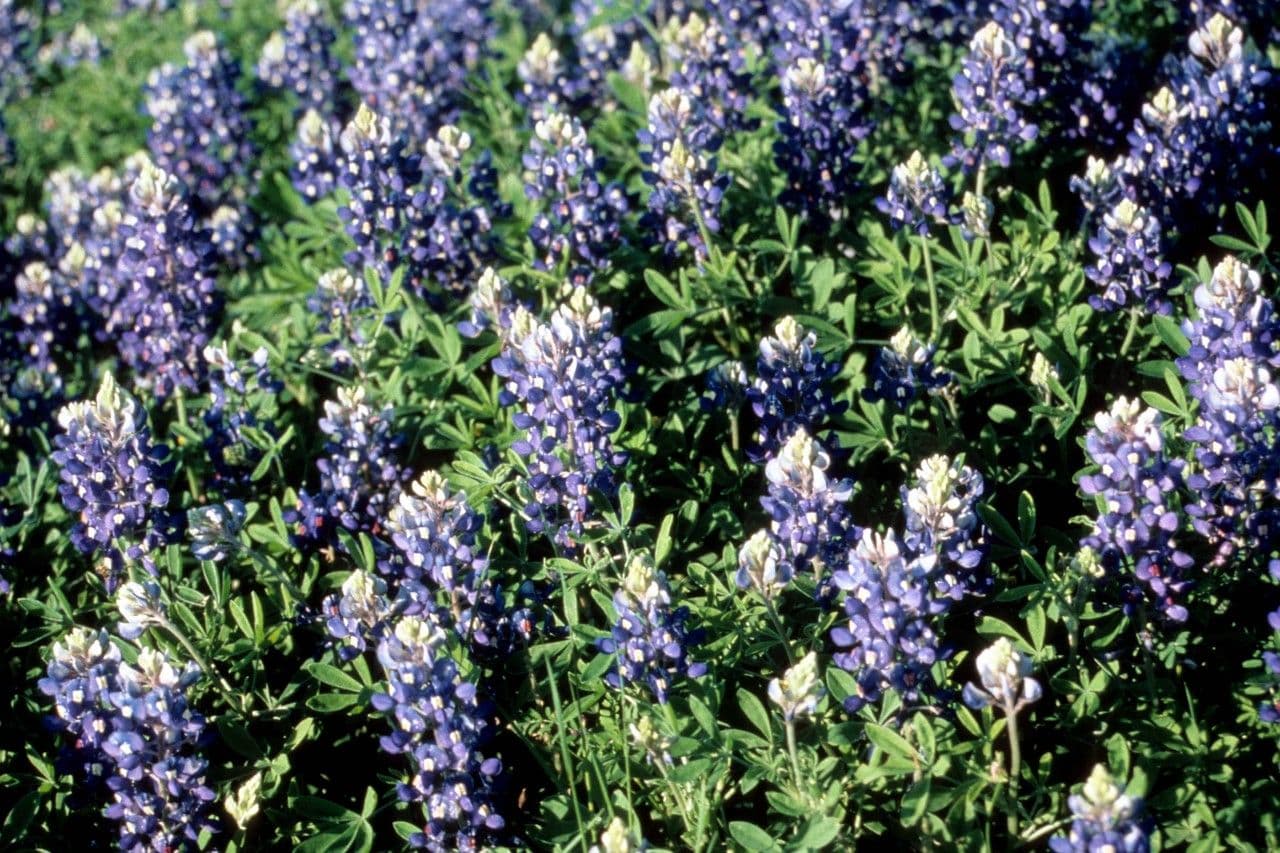 Texas-Blumenkappe 6