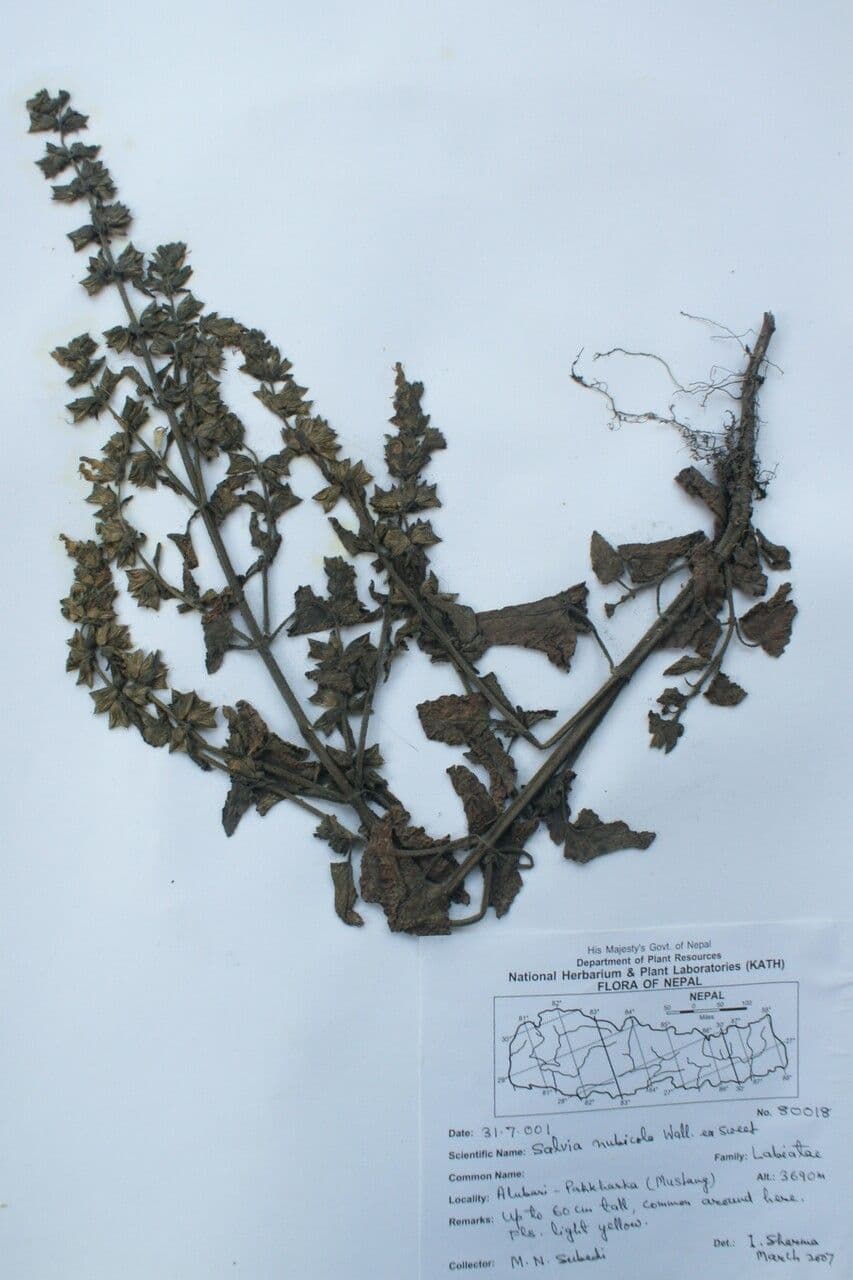 Salbei 4
