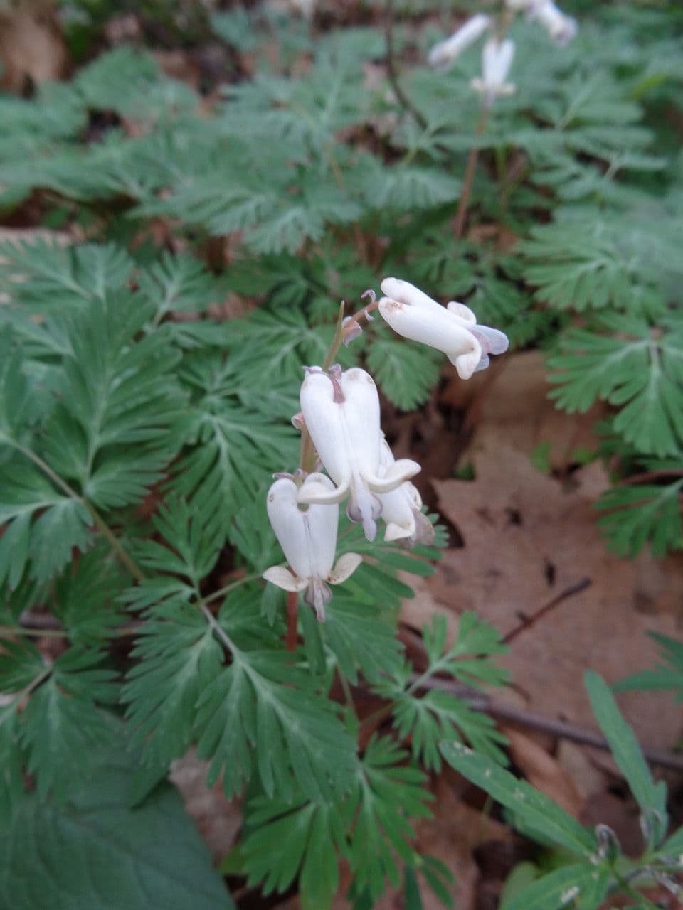 Dicentra canadese 9