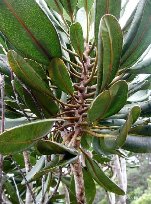 Myodocarpus 2