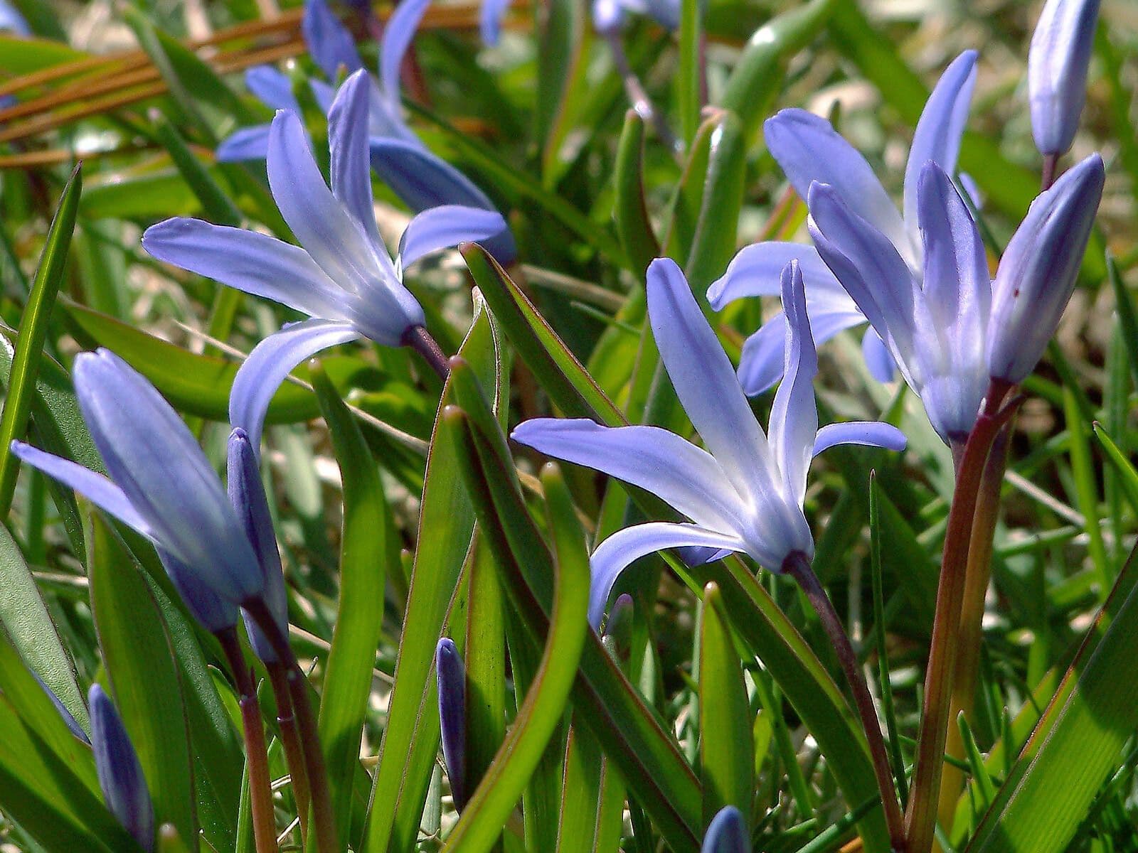 Scilla di Boissier 12