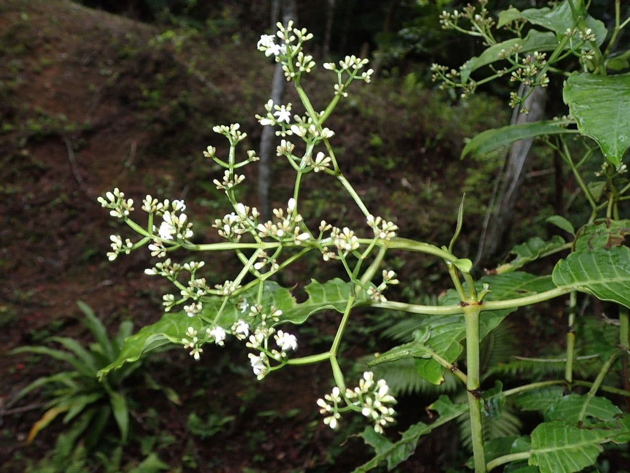 Psychotria 6