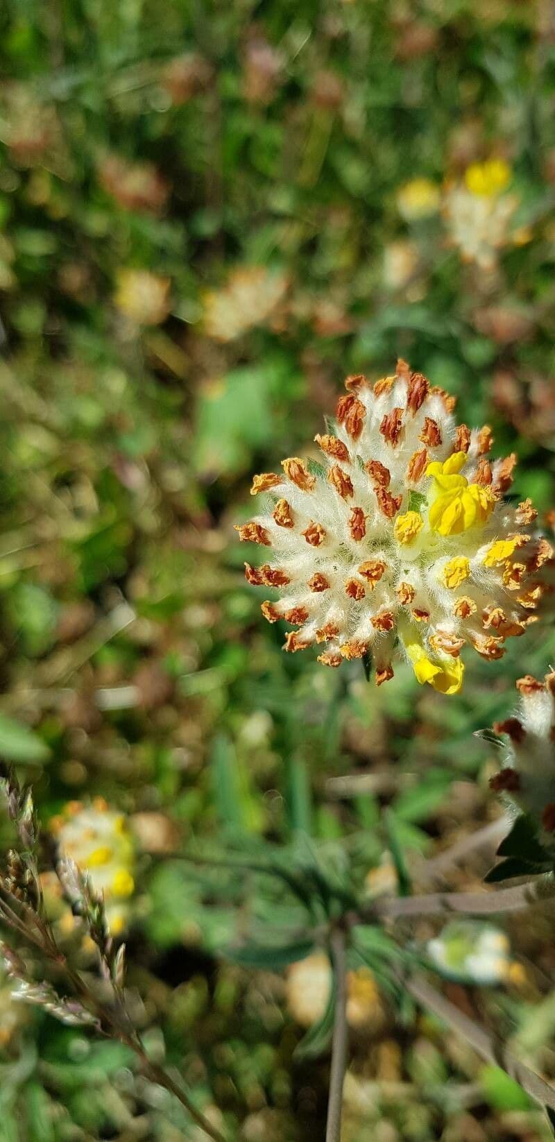 Vulneraria