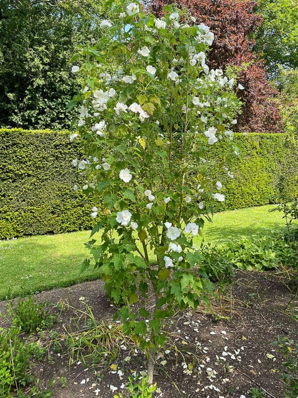 Corynabutilon 6