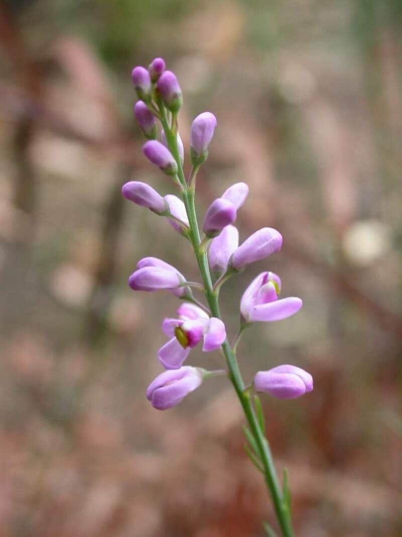 Comesperma