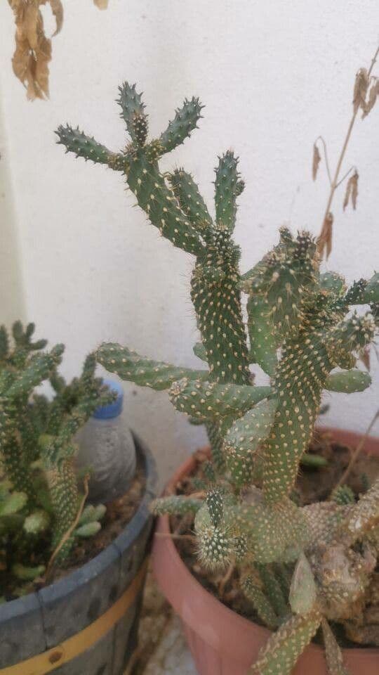 Feuer-Cholla 17
