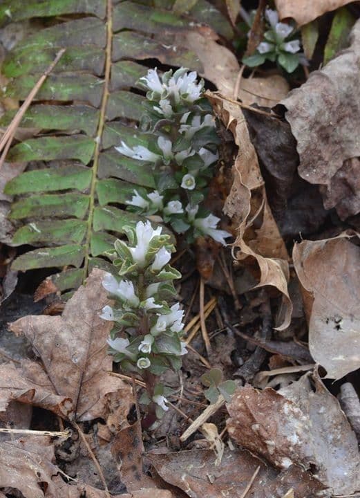 Viereckblume 7