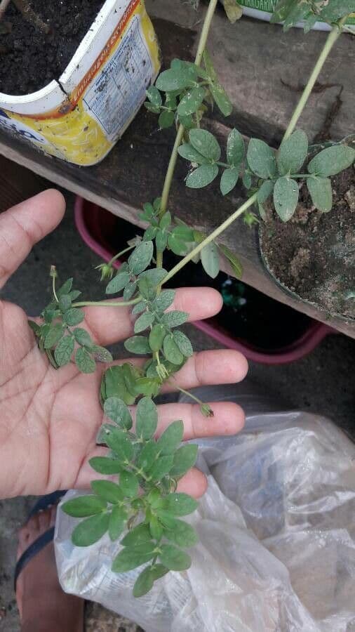 Kallstroemia 12