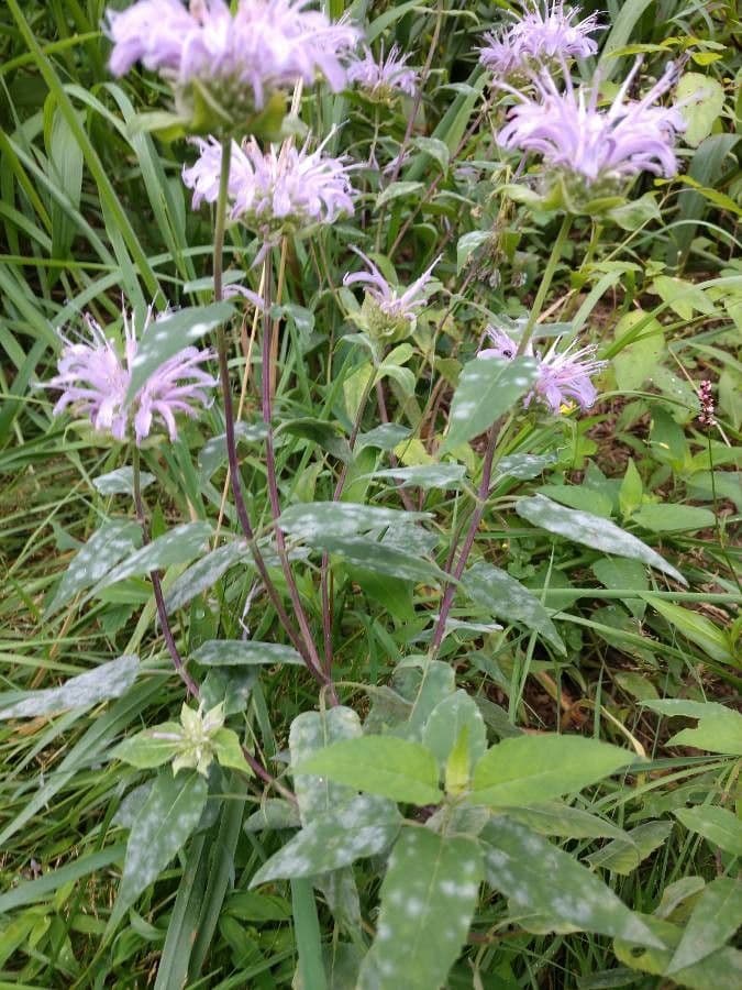 Monarda 20
