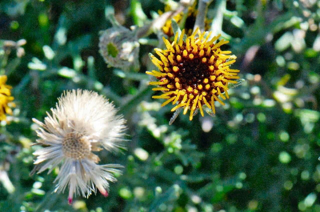 Perralderia