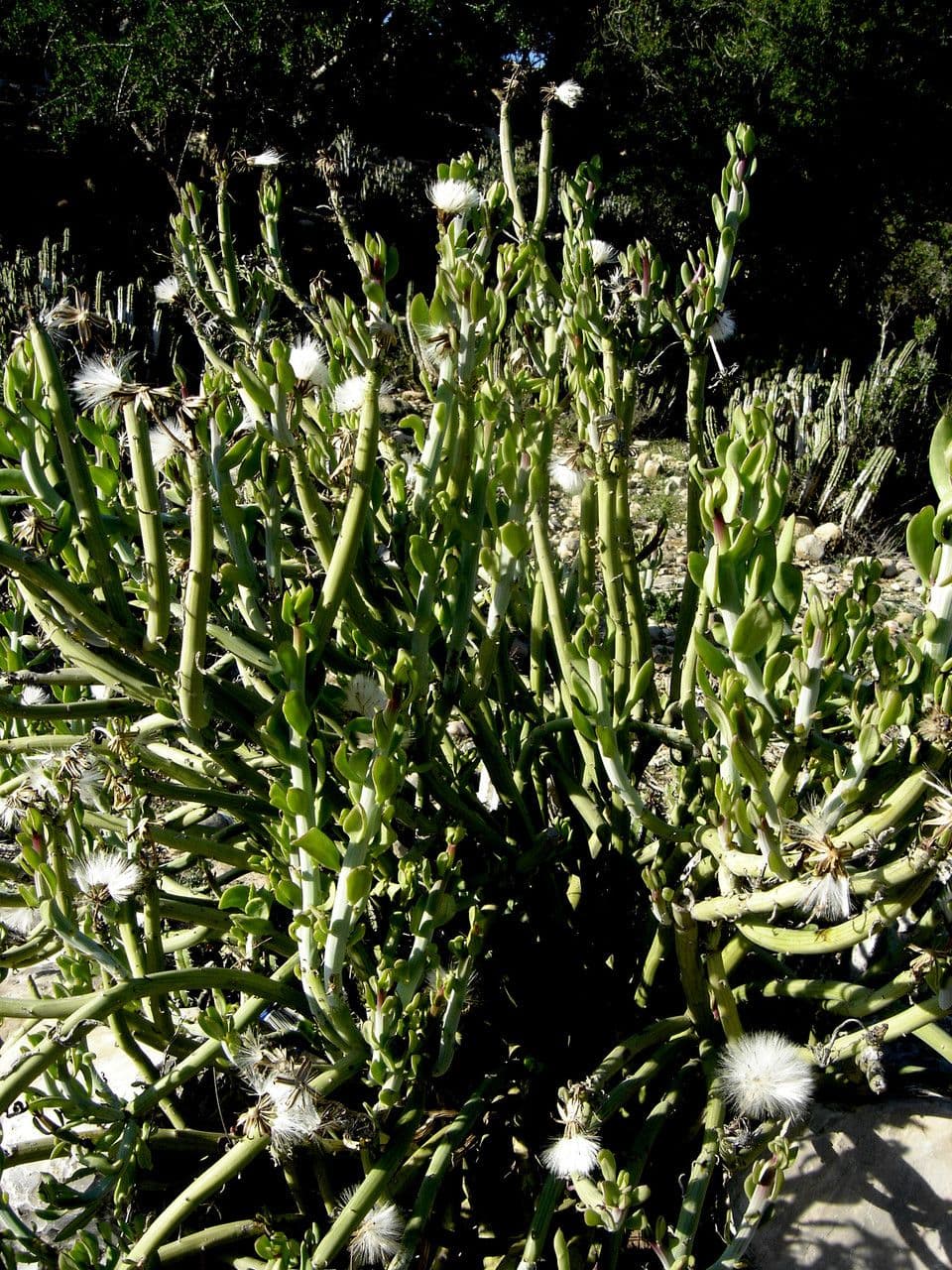 Kleinia anteuphorbium 14
