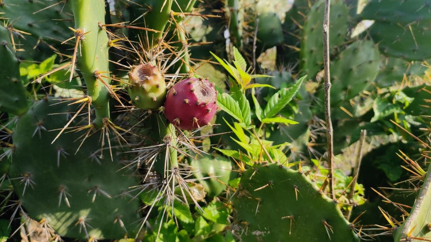 Erect prickly-pear 6