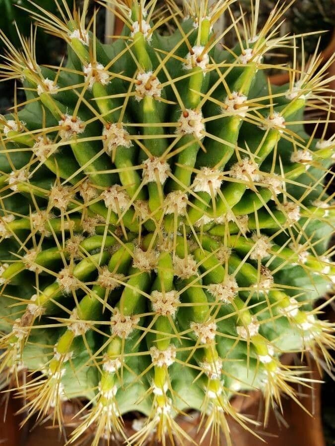 Acanthocalycium 7