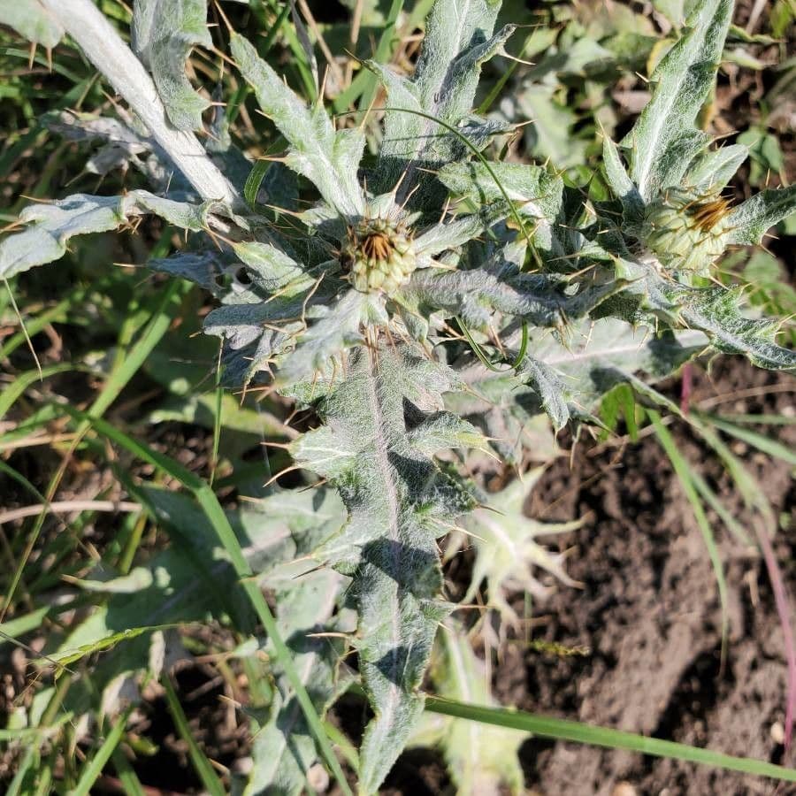 Cardo ondulato 20