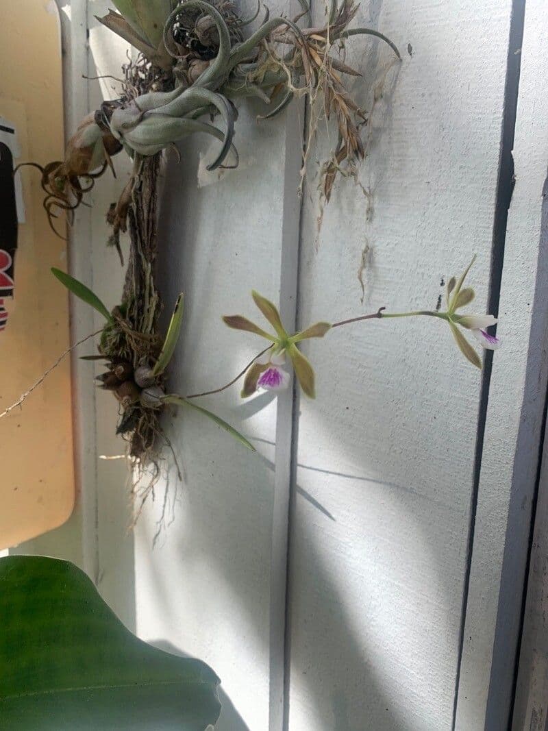 Encyclia 11