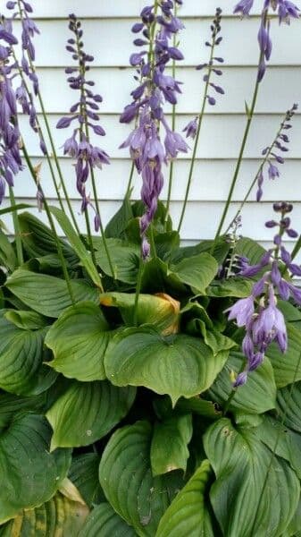 Hosta 27