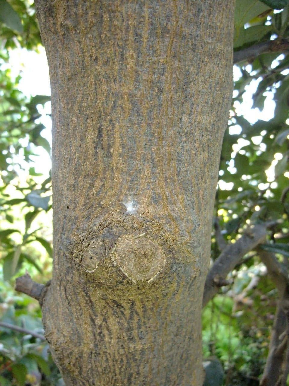 Juckbaum 24