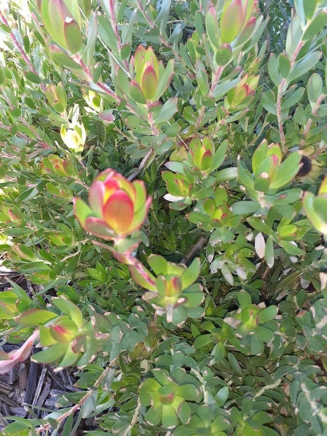 Leucadendron 2