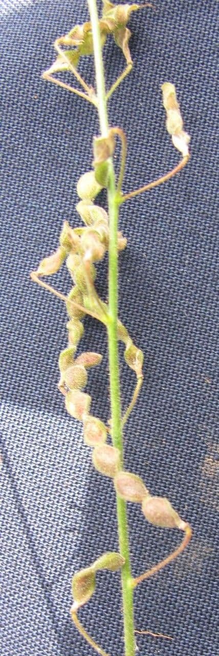 Desmodium procumbens 7