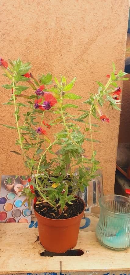 Cuphea llavea 12
