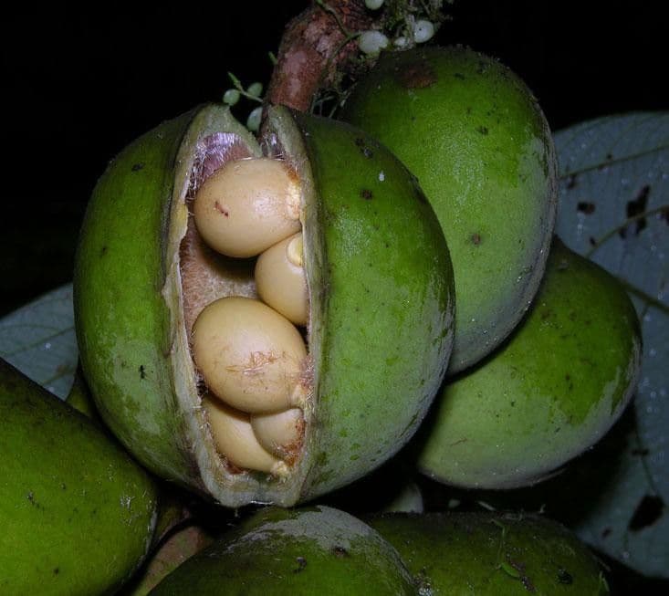 Sterculia 3