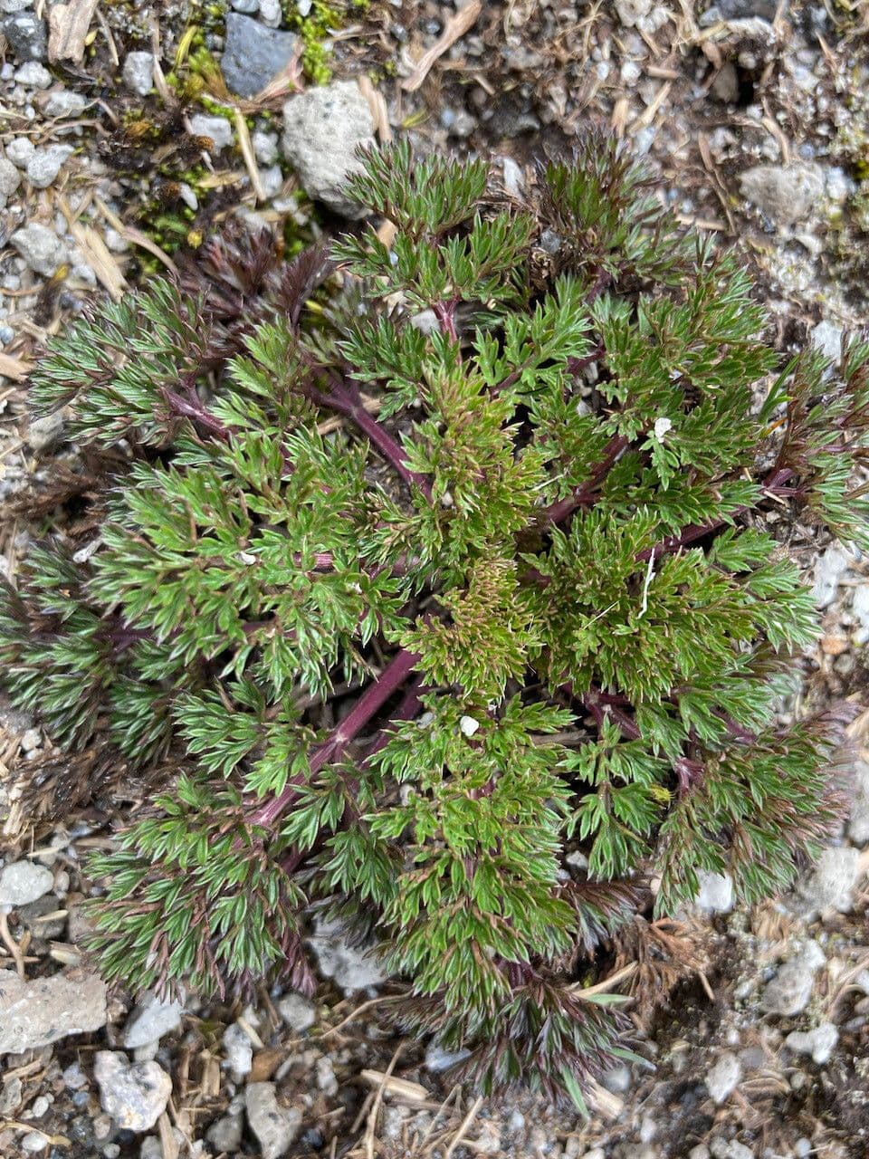 Niphogeton 4