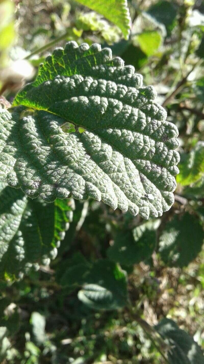 Lippia de Java 18